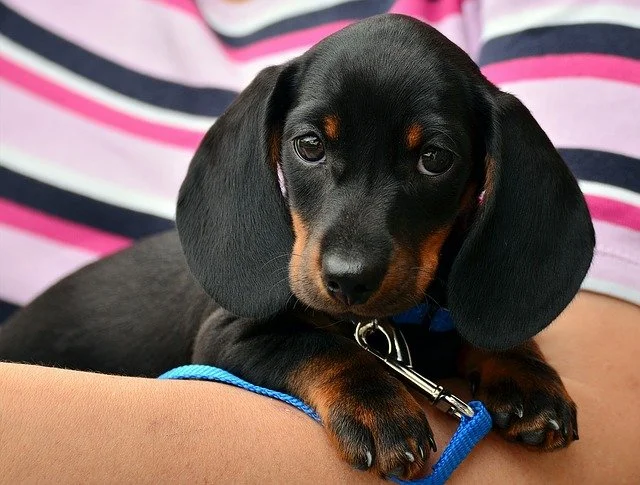 Dachshund 1519374 640